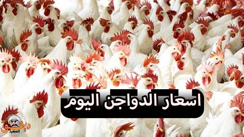 اسعار الدواجن اليوم بمحافظات مصر